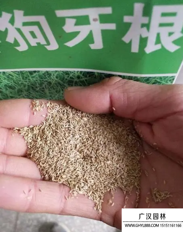 包衣帶殼狗牙根種子 包衣帶殼狗牙根種子