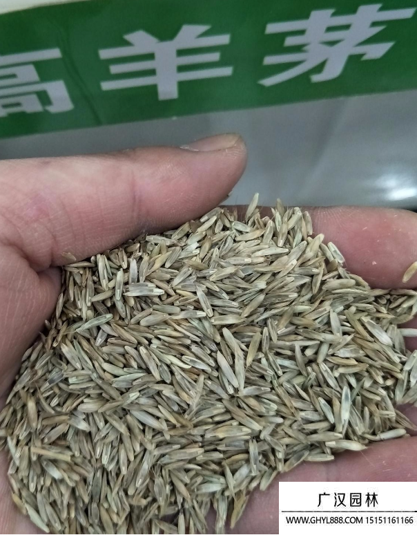 包衣高羊茅種子 包衣高羊茅種子