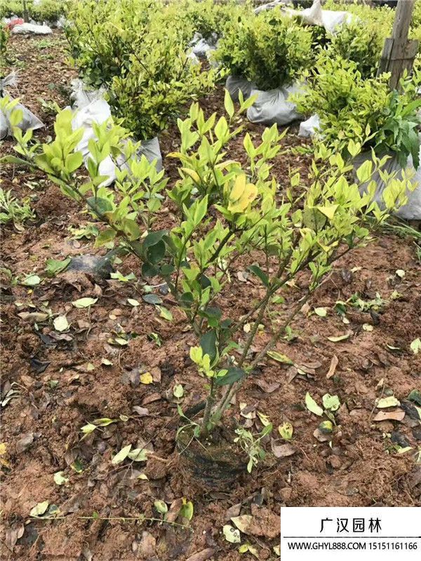 金森女貞苗 金森女貞苗