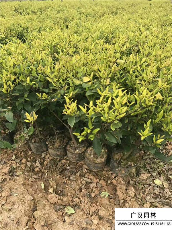 金森女貞苗 金森女貞苗