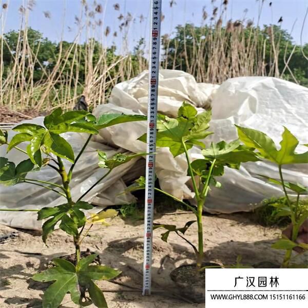 八角金盤 八角金盤