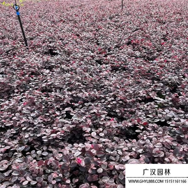 紅花繼木 紅花繼木