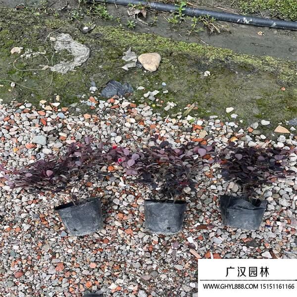 紅花繼木 紅花繼木