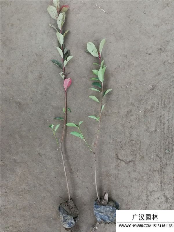 紅葉石楠 紅葉石楠