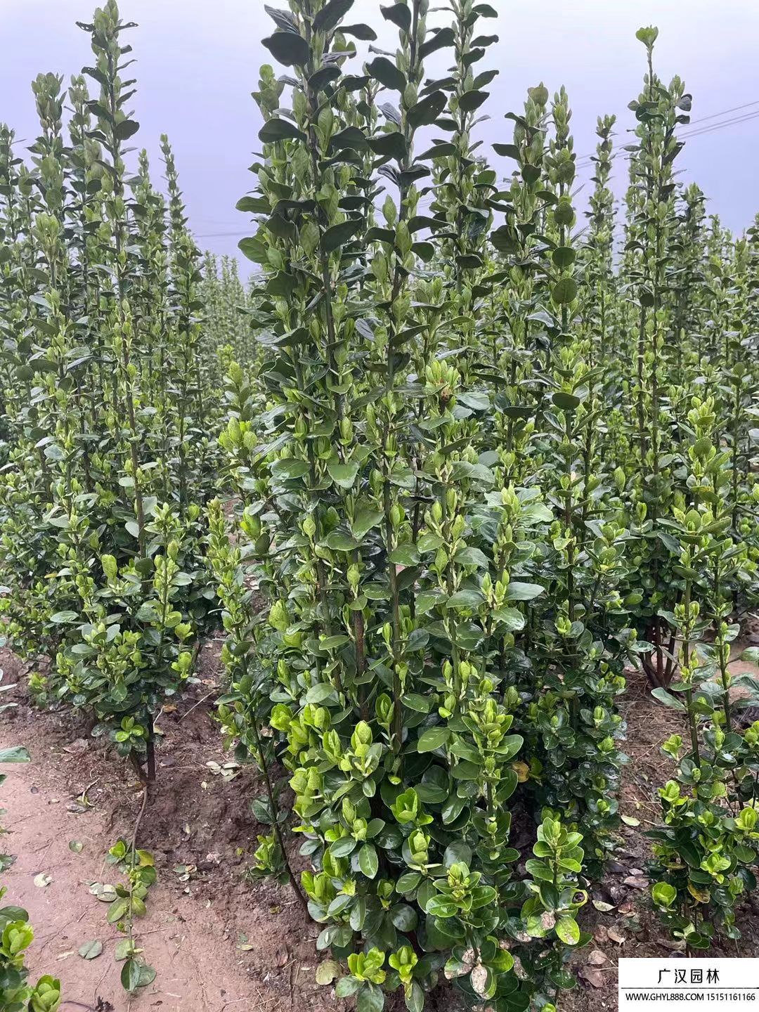 北海道黃楊 北海道黃楊