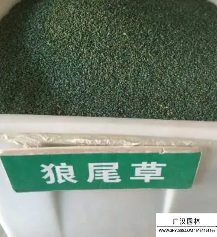 狼尾草種子 狼尾草種子