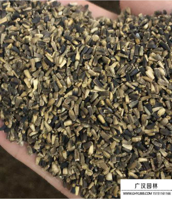 菊苣裸種 菊苣裸種