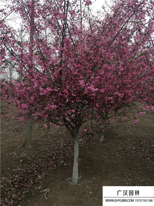 垂絲海棠 垂絲海棠