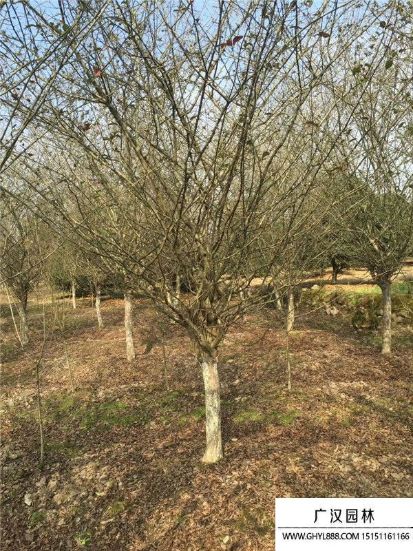 垂絲海棠 垂絲海棠