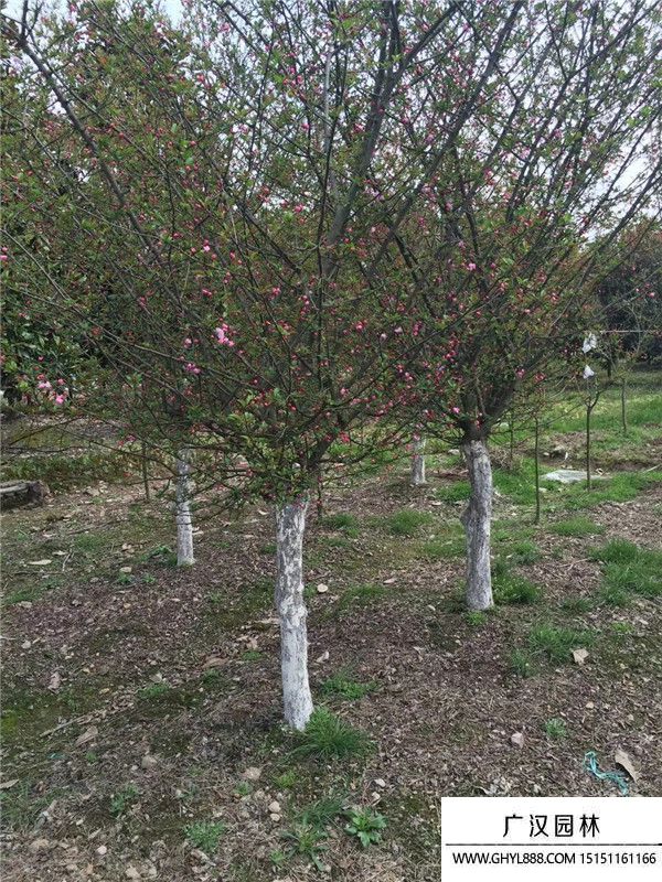 垂絲海棠 垂絲海棠