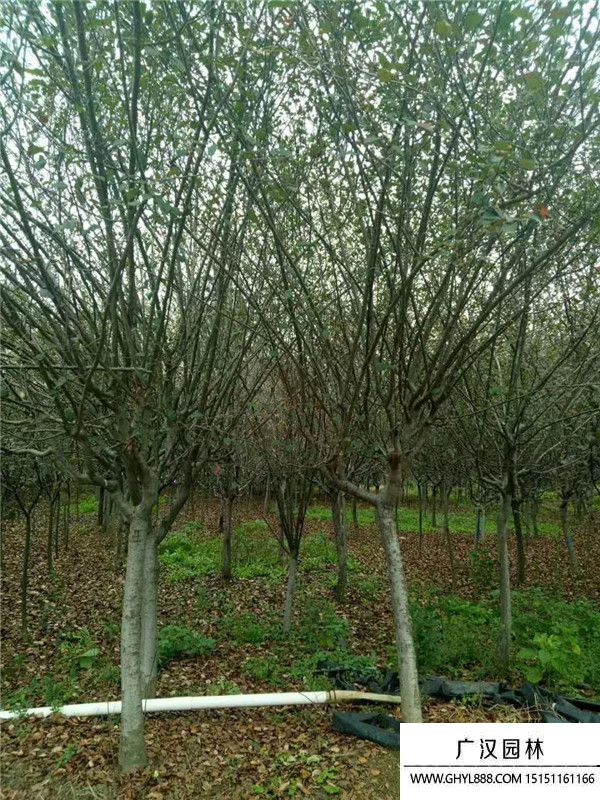 垂絲海棠 垂絲海棠