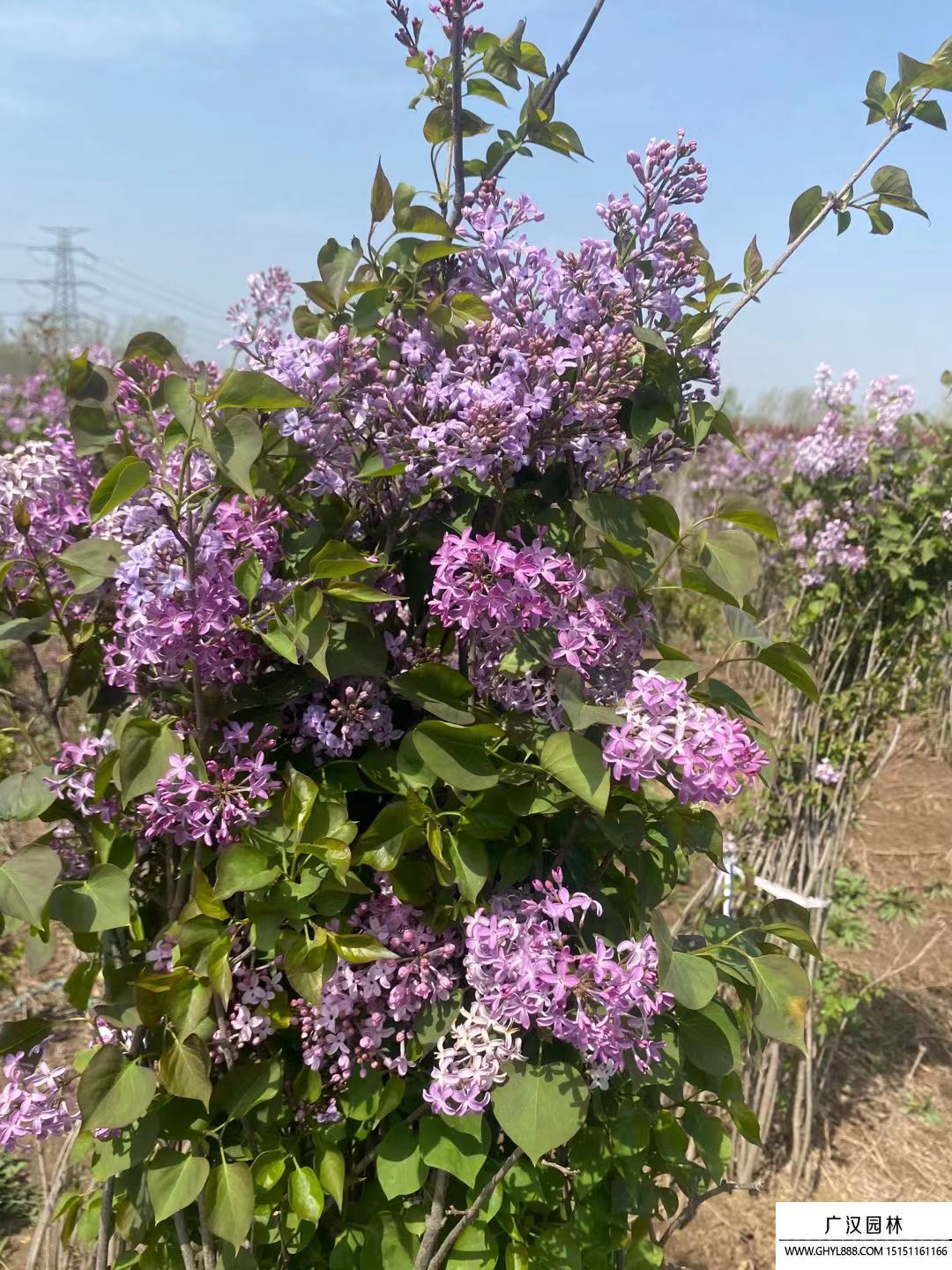 叢生丁香 叢生丁香