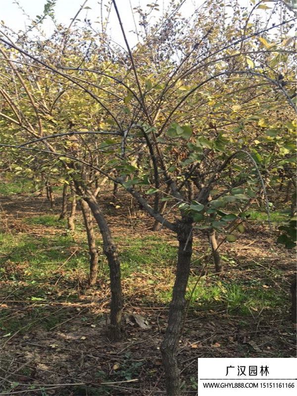 獨桿連翹 獨桿連翹