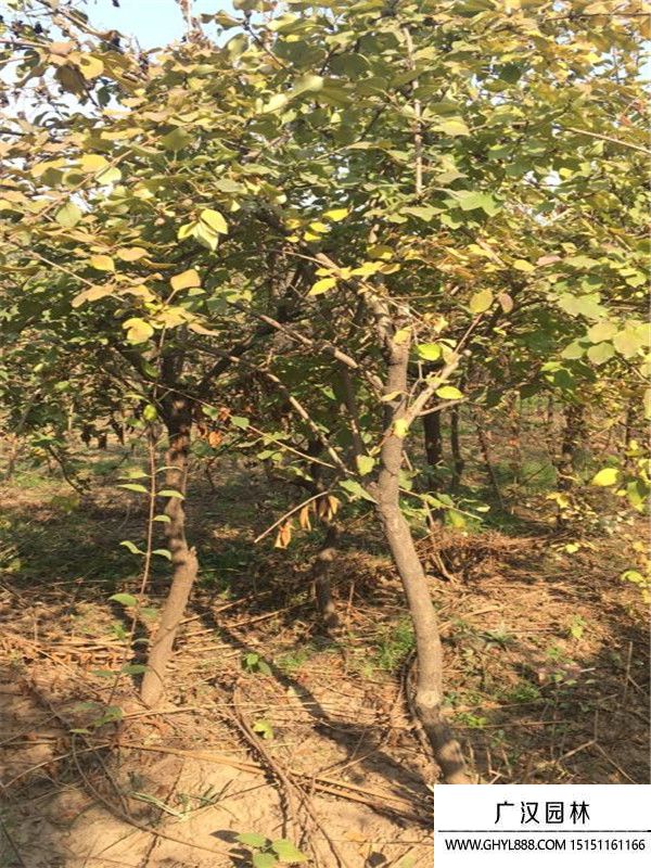 獨桿連翹 獨桿連翹