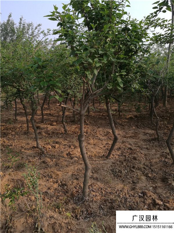 獨桿連翹 獨桿連翹