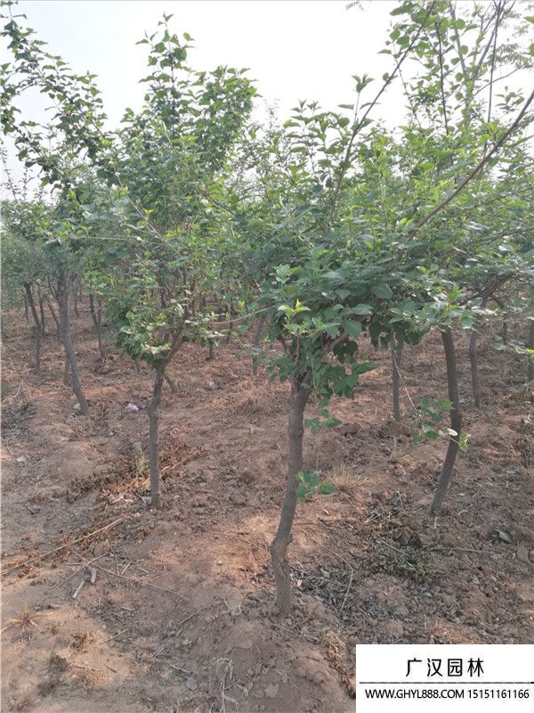 獨桿連翹 獨桿連翹