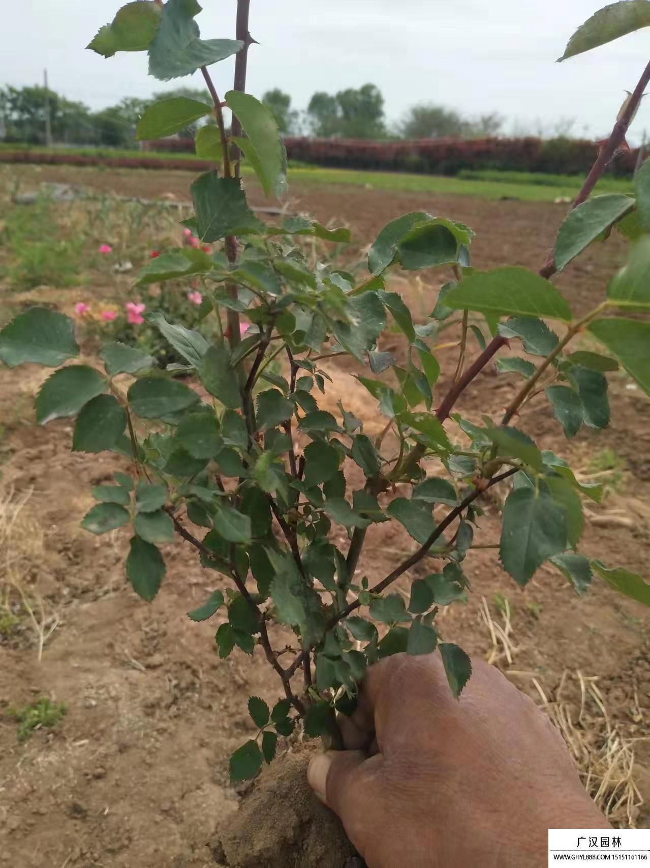 紅帽月季 紅帽月季
