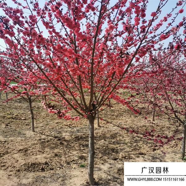 紅葉碧桃 紅葉碧桃