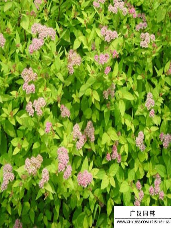 金山繡線菊 金山繡線菊