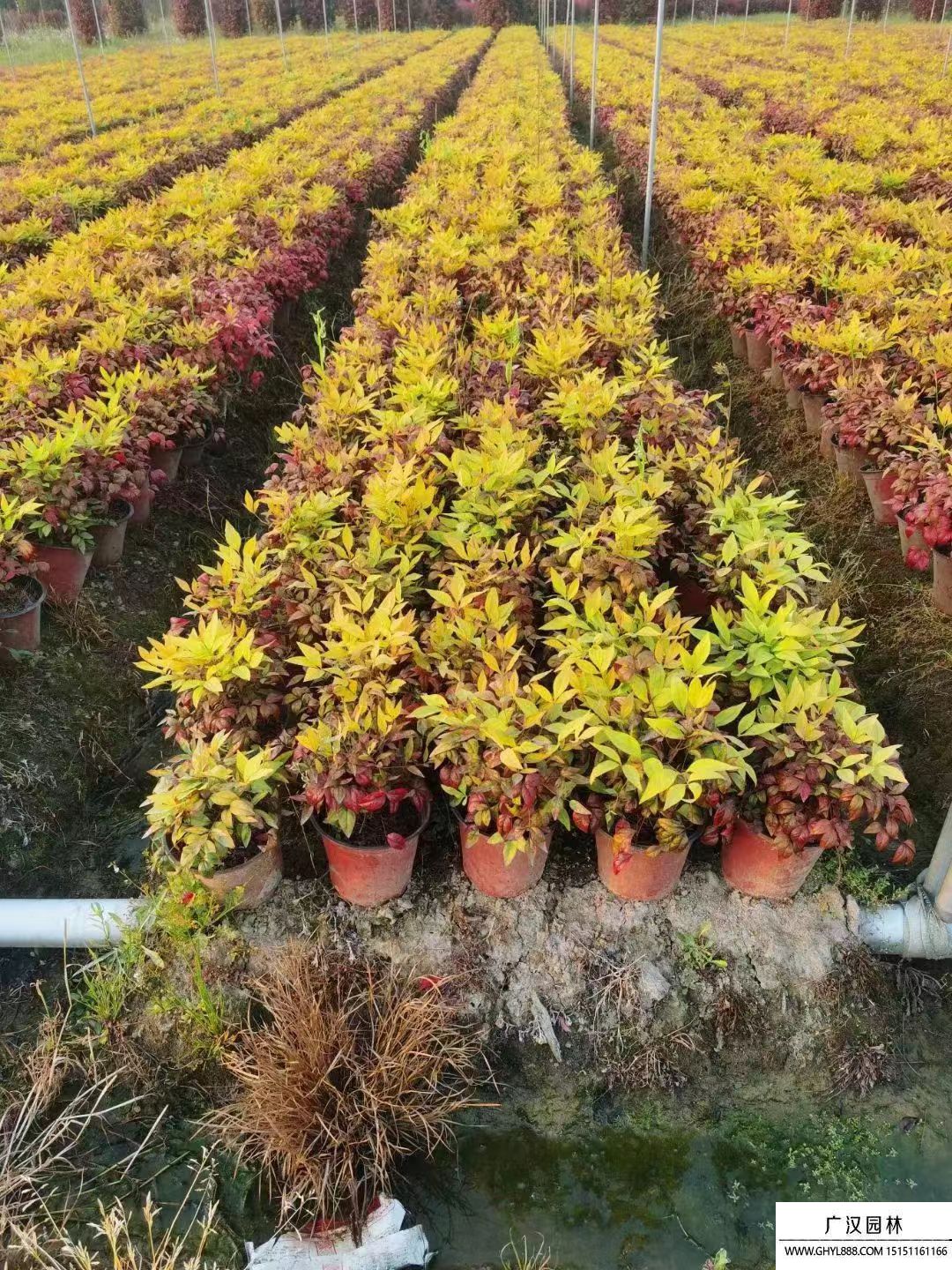 火焰南天竹 火焰南天竹