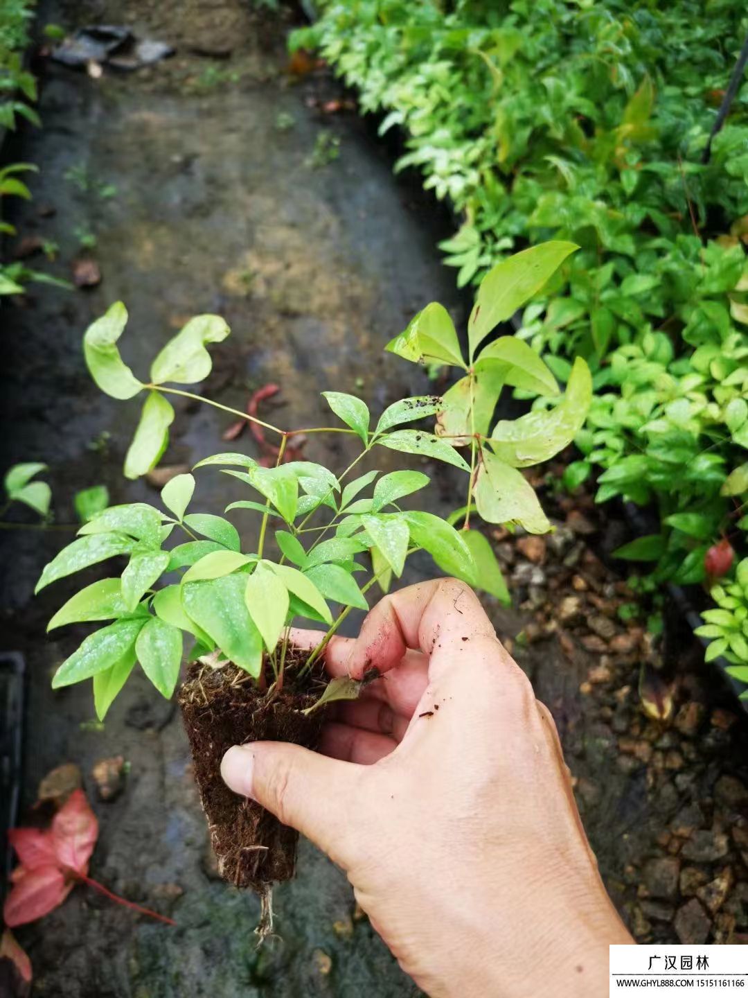 火焰南天竹 火焰南天竹