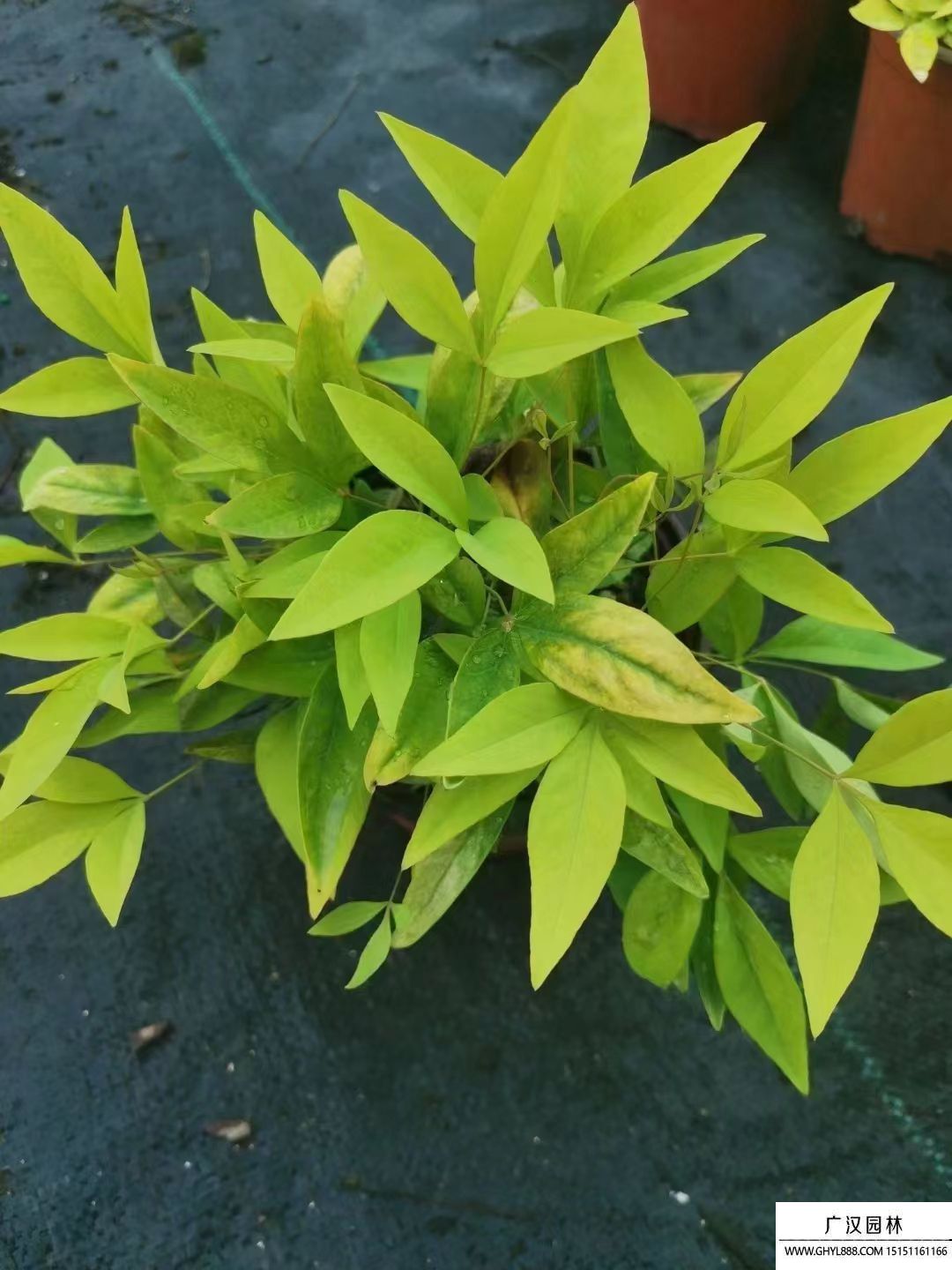 火焰南天竹 火焰南天竹