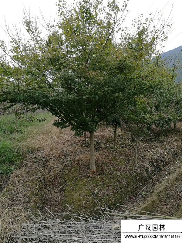 雞爪槭基地 雞爪槭基地