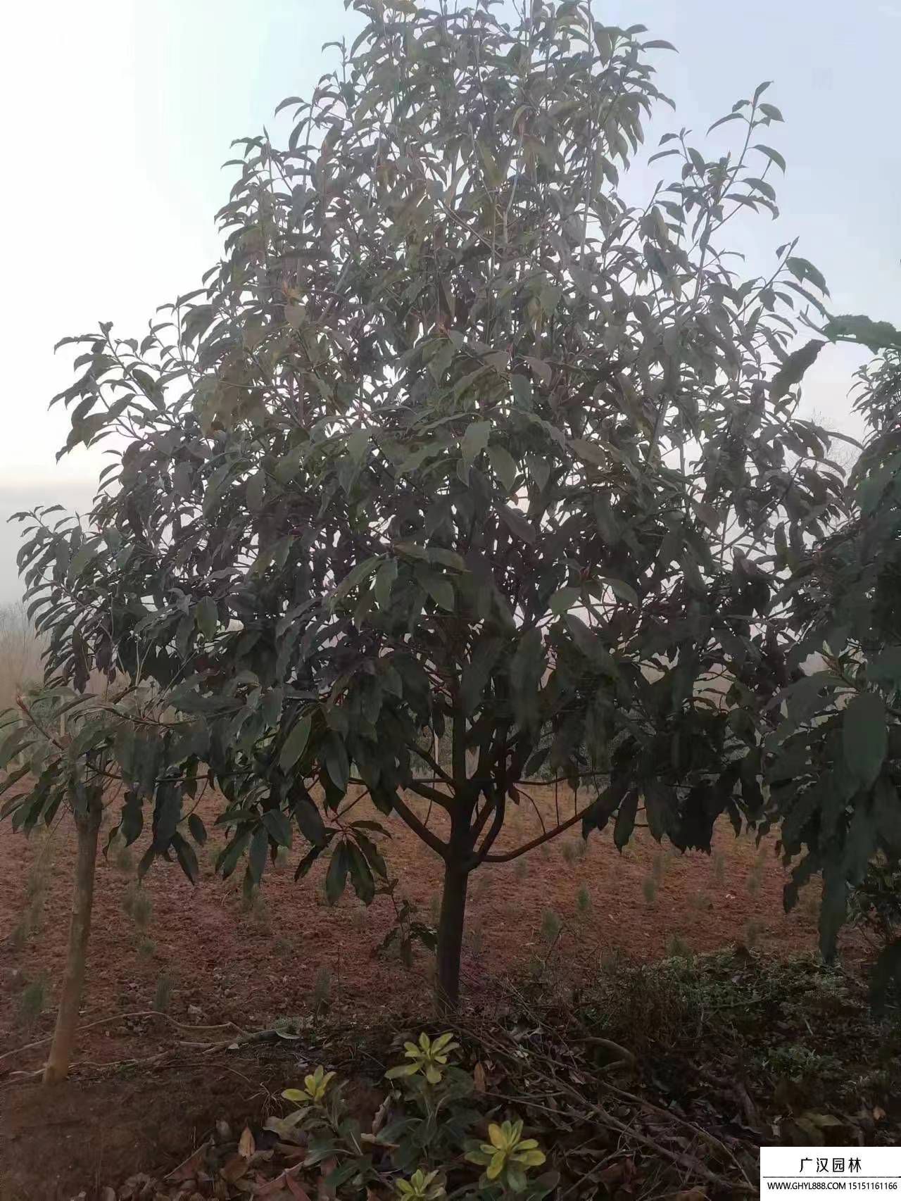 欏木石楠 欏木石楠