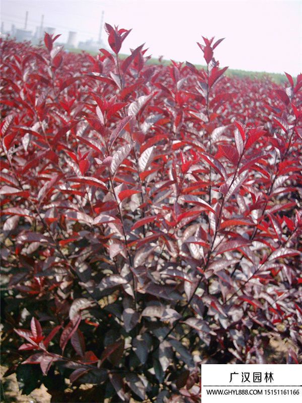 紫葉矮櫻 紫葉矮櫻