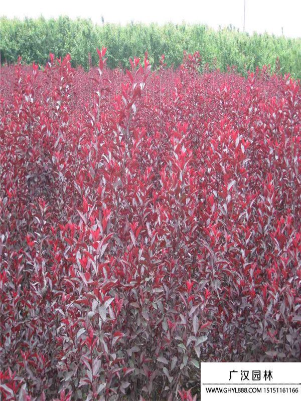 紫葉矮櫻 紫葉矮櫻