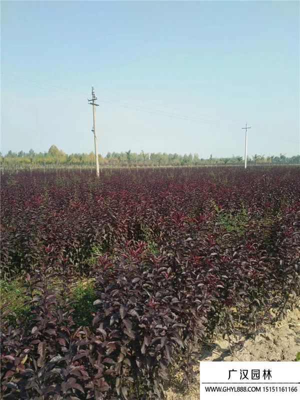 紫葉矮櫻 紫葉矮櫻