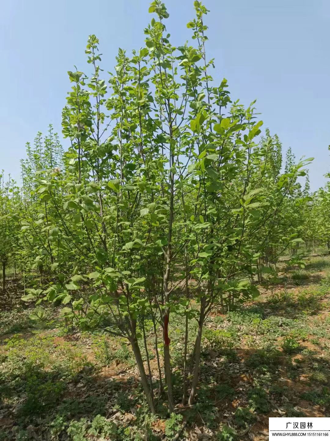 叢生紫玉蘭 叢生紫玉蘭