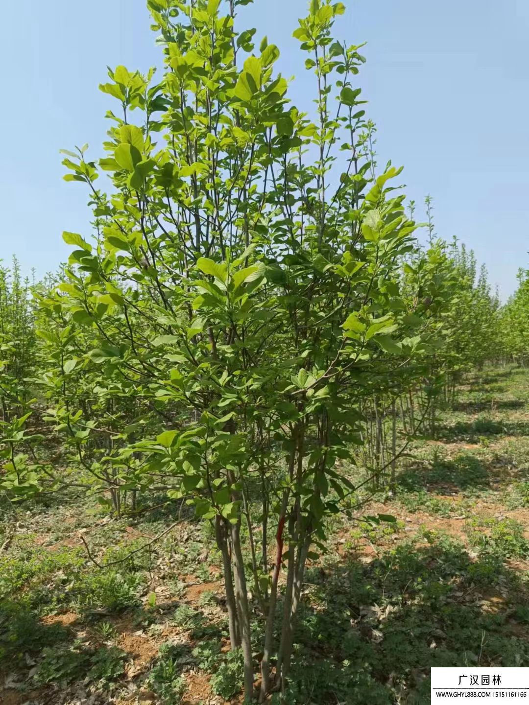 叢生紫玉蘭 叢生紫玉蘭