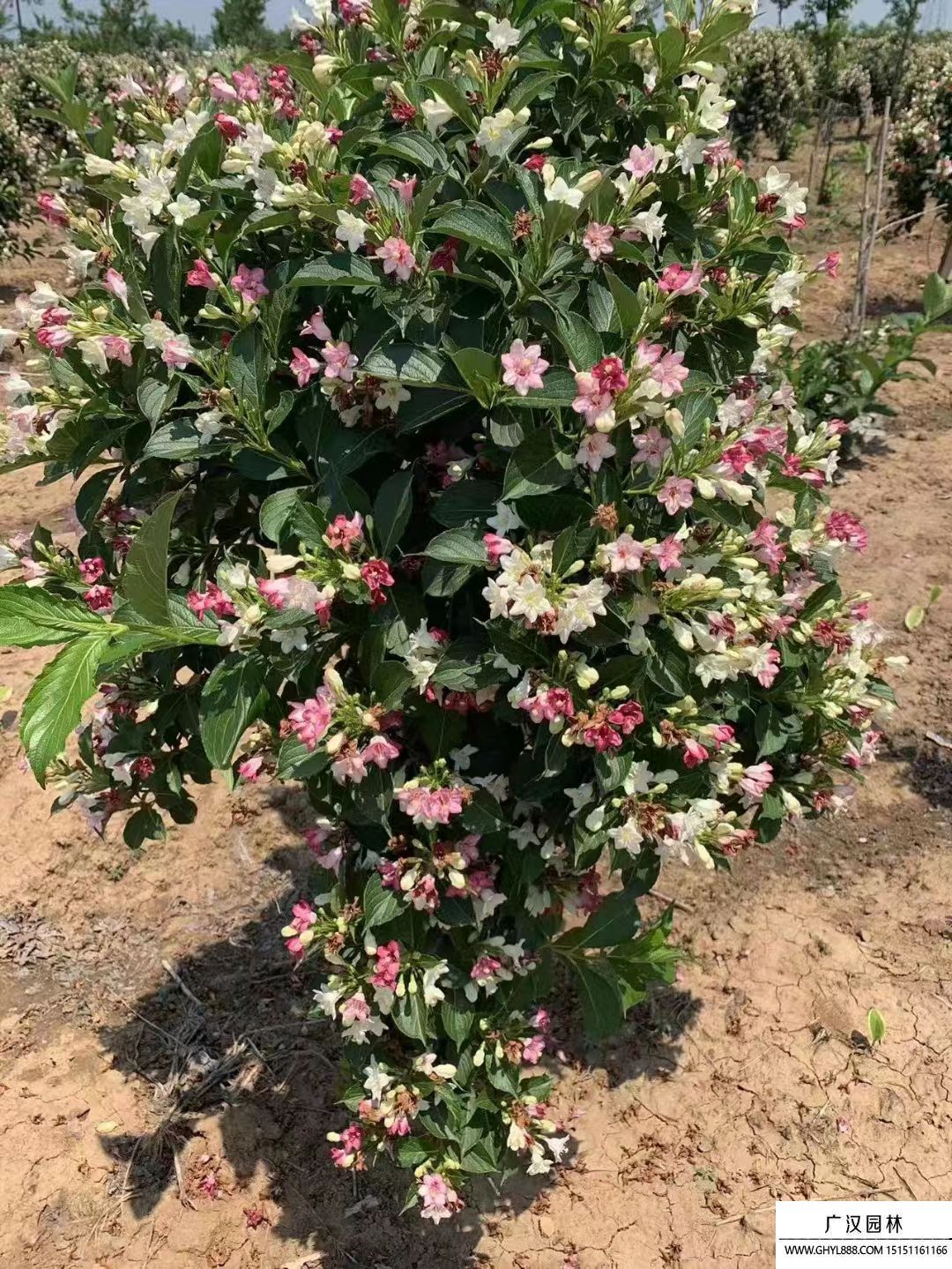 五彩錦帶 五彩錦帶