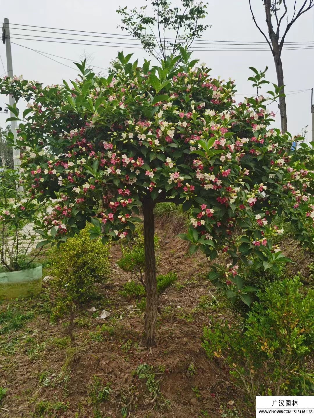 五彩錦帶 五彩錦帶