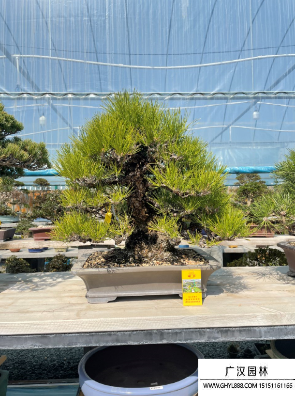 三河黑松盆景 三河黑松盆景