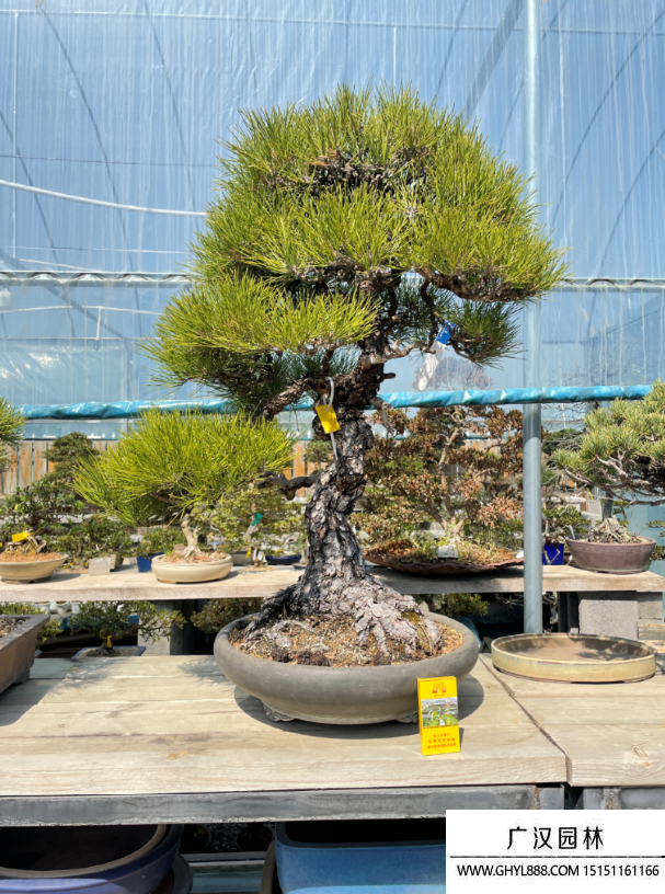 三河黑松盆景 三河黑松盆景