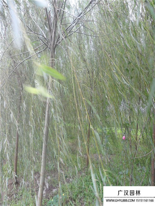 青皮垂柳 青皮垂柳