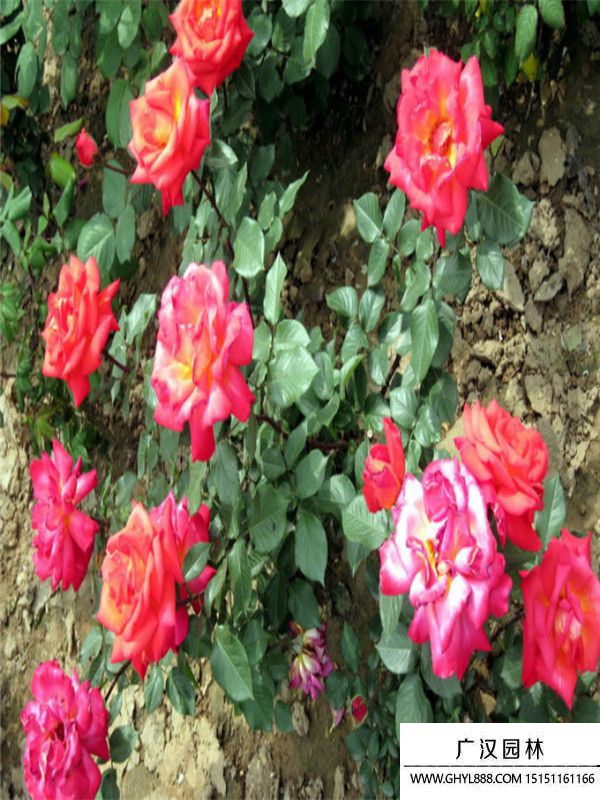 地被月季 地被月季