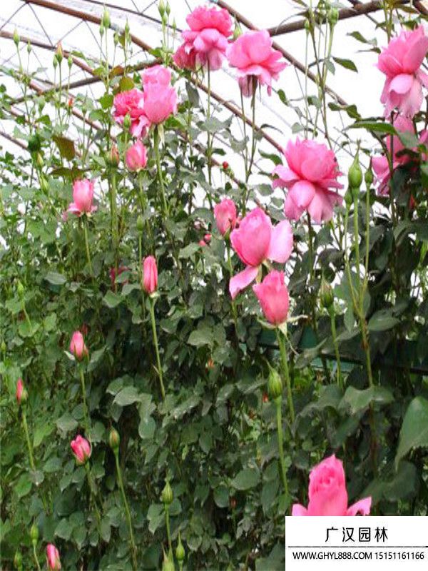 地被月季 地被月季