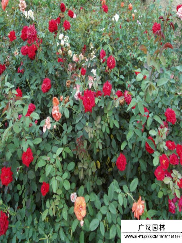 地被月季 地被月季