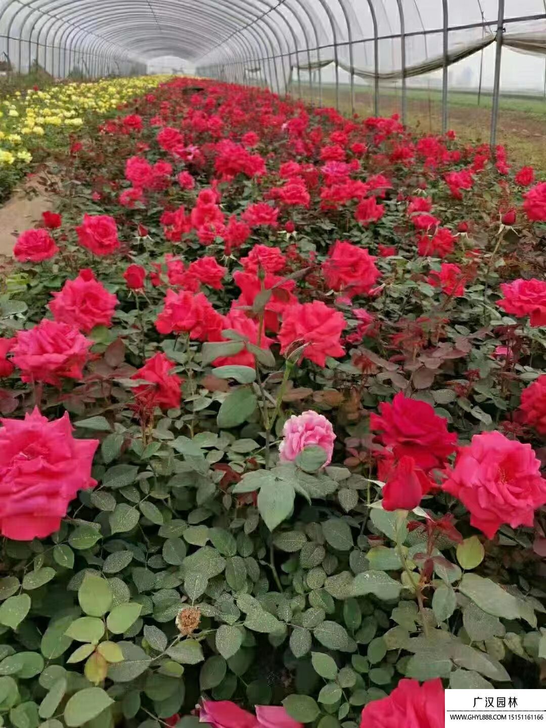 大花月季 大花月季