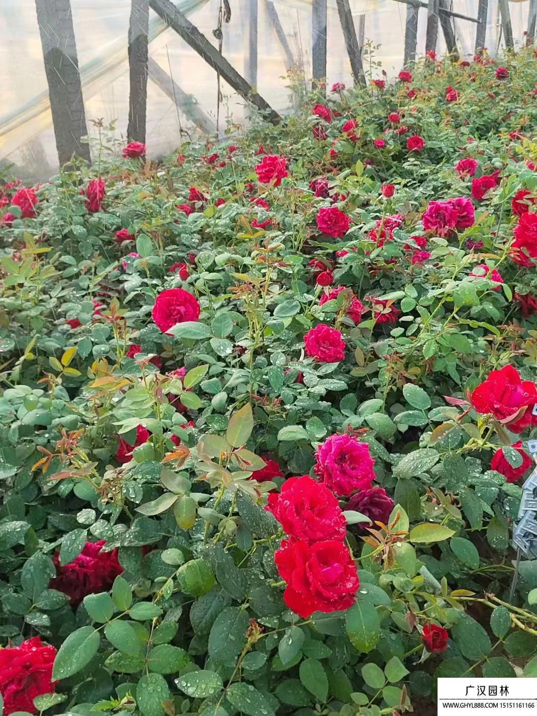 大花月季 大花月季