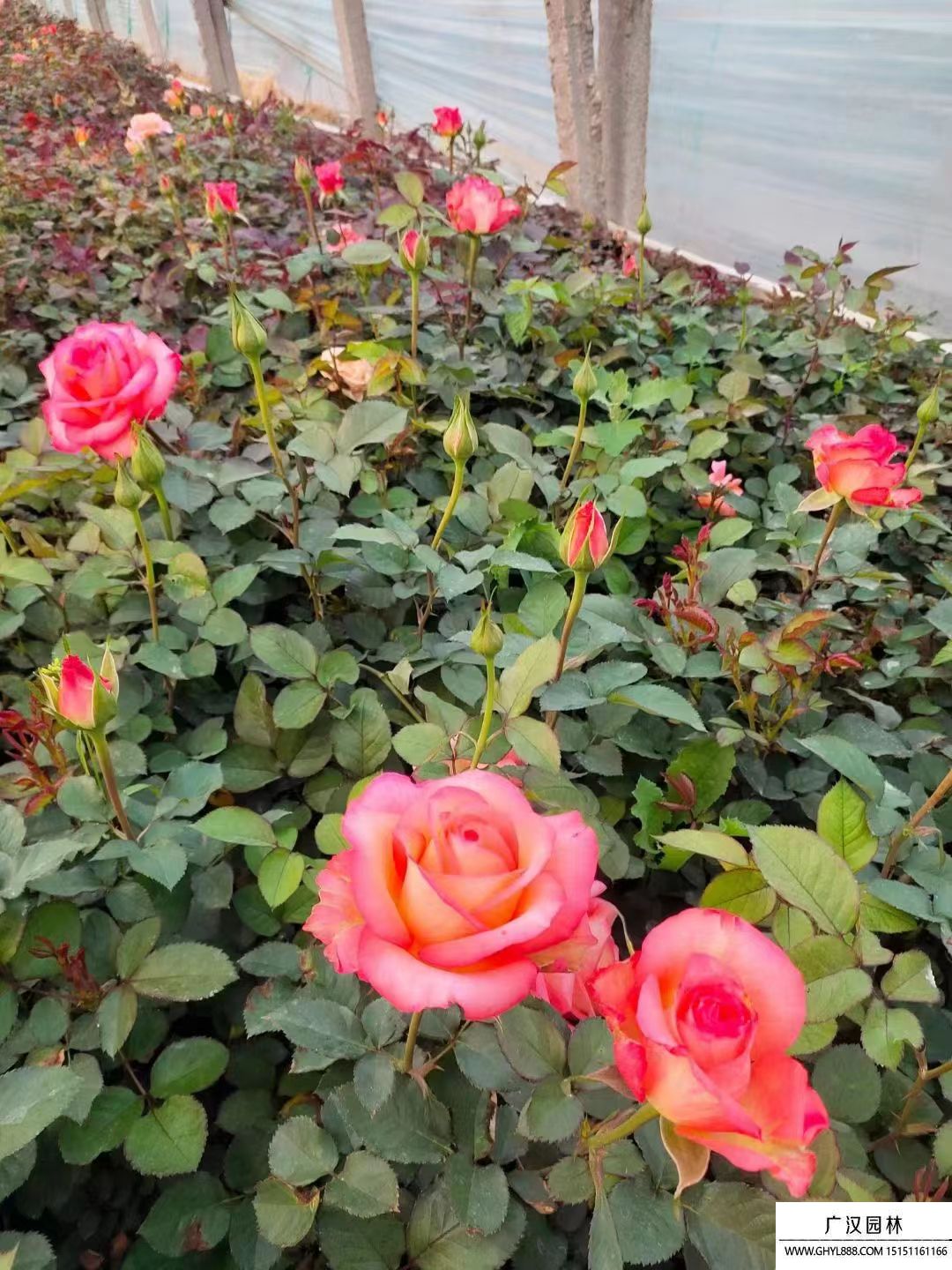 大花月季 大花月季