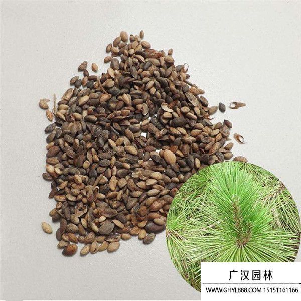 黑松種子 黑松種子
