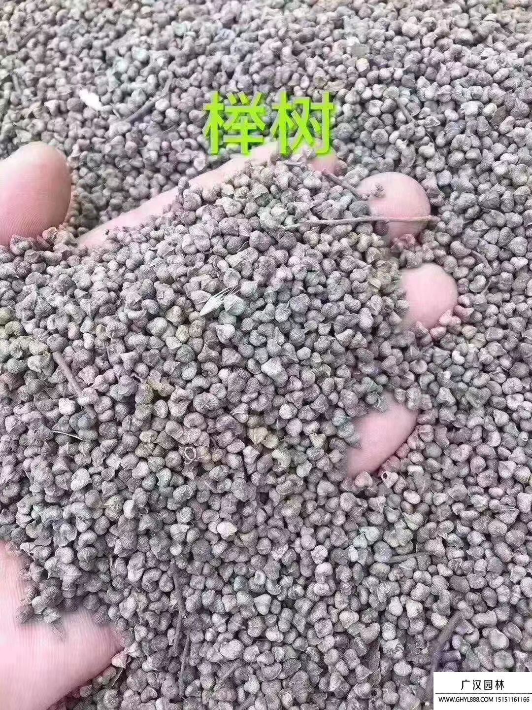 櫸樹種子 櫸樹種子