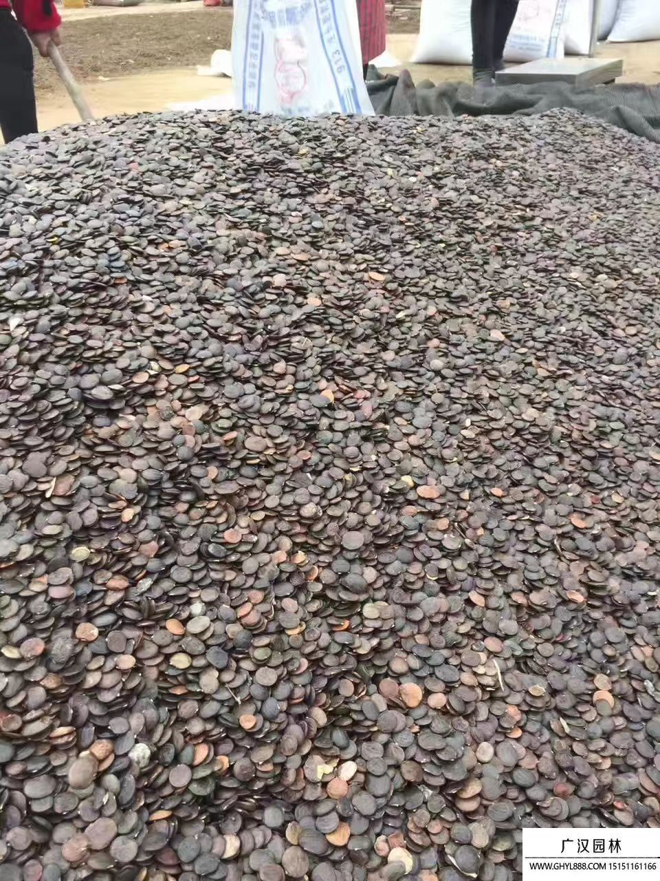 巨紫荊種子 巨紫荊種子