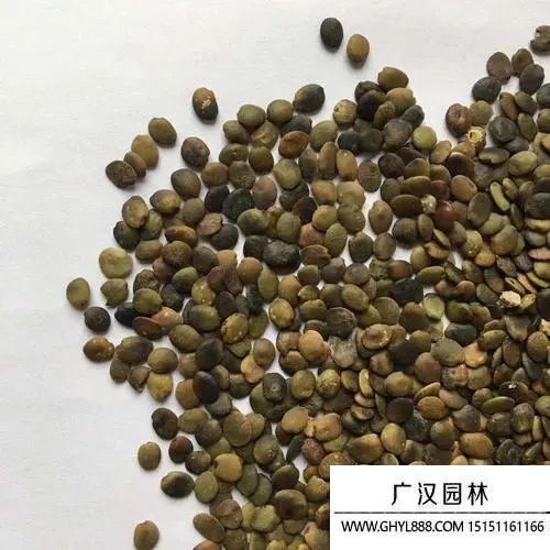 巨紫荊種子 巨紫荊種子