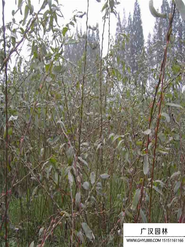 銀芽柳 銀芽柳