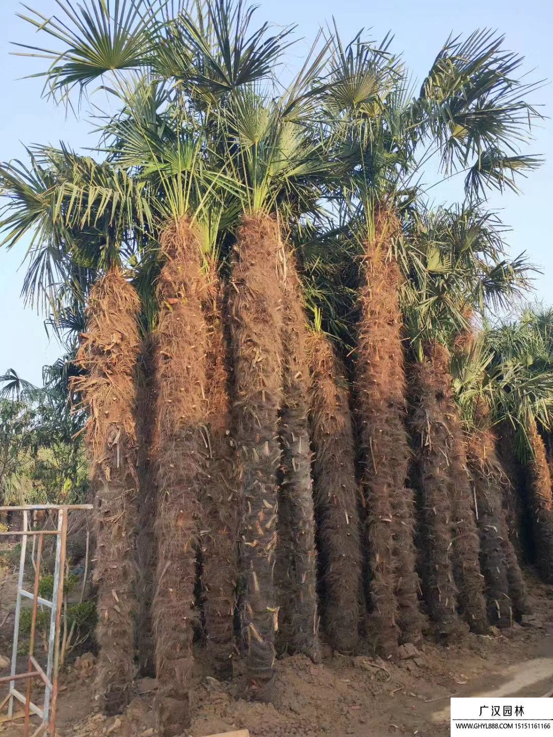 棕櫚樹 棕櫚樹